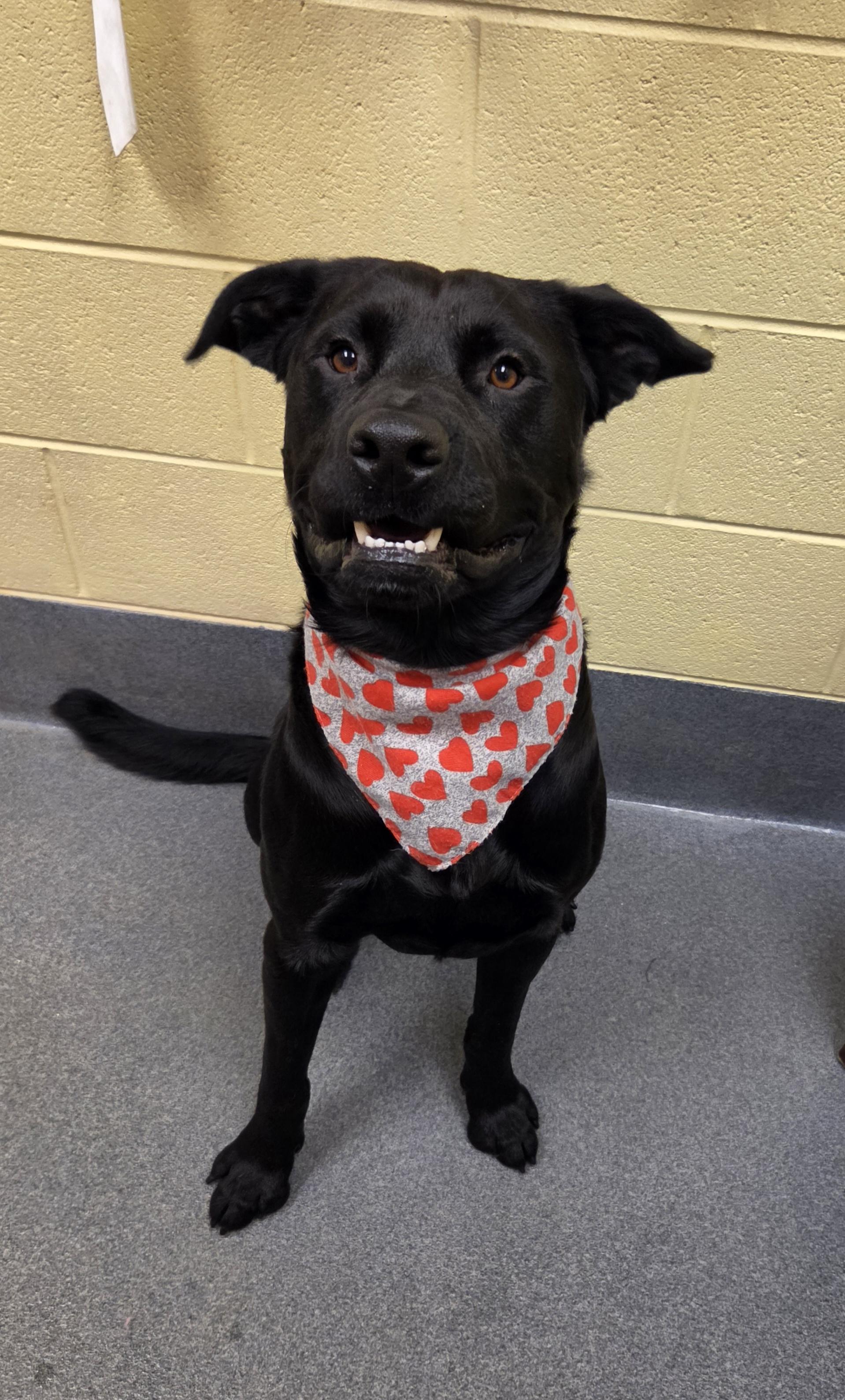 Enlarge Obsessed with Obsidian, a Adoptable mixed breed in Amherst, VA image 3/6