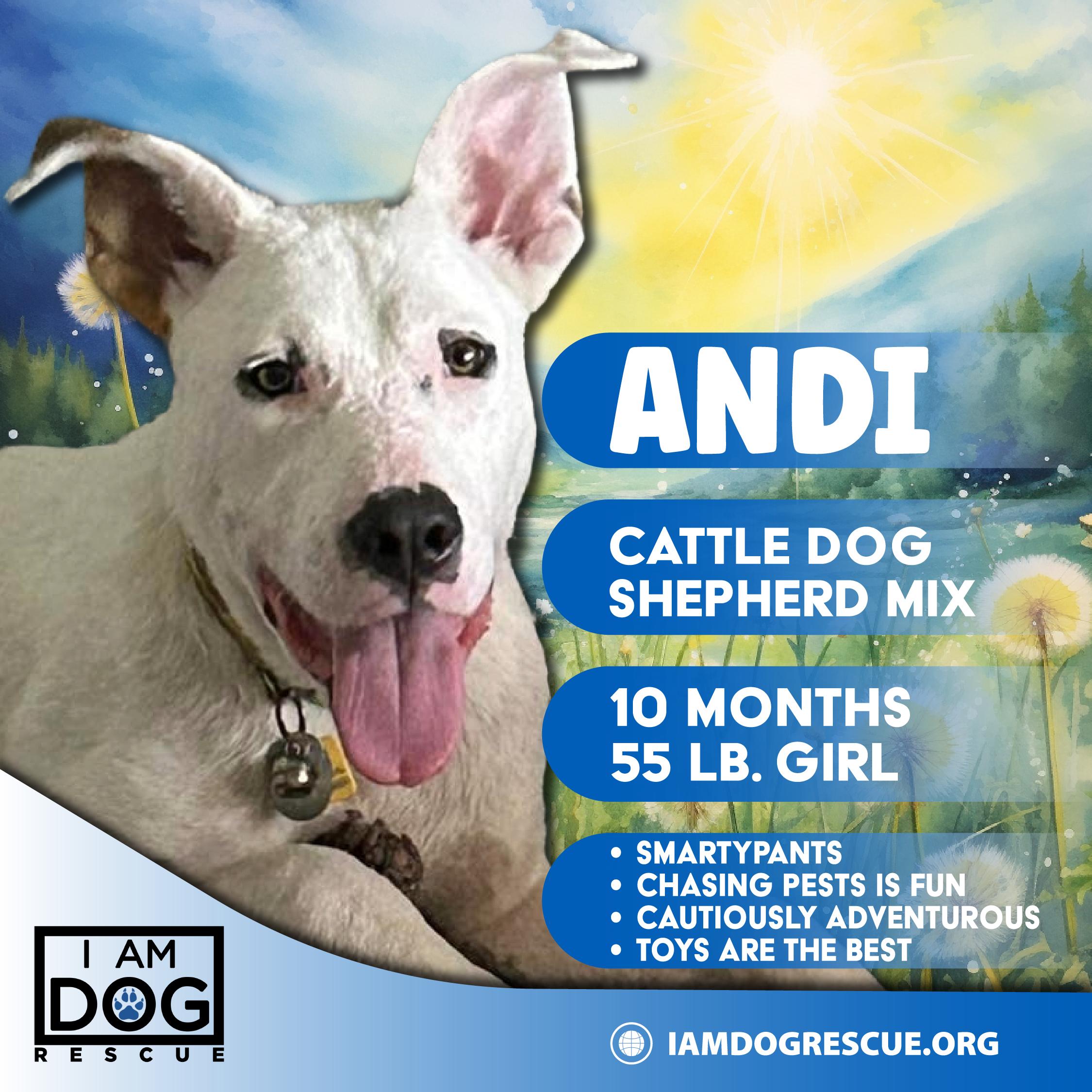 Enlarge Andi, a Adoptable mixed breed in Cross Roads, TX image 1/6