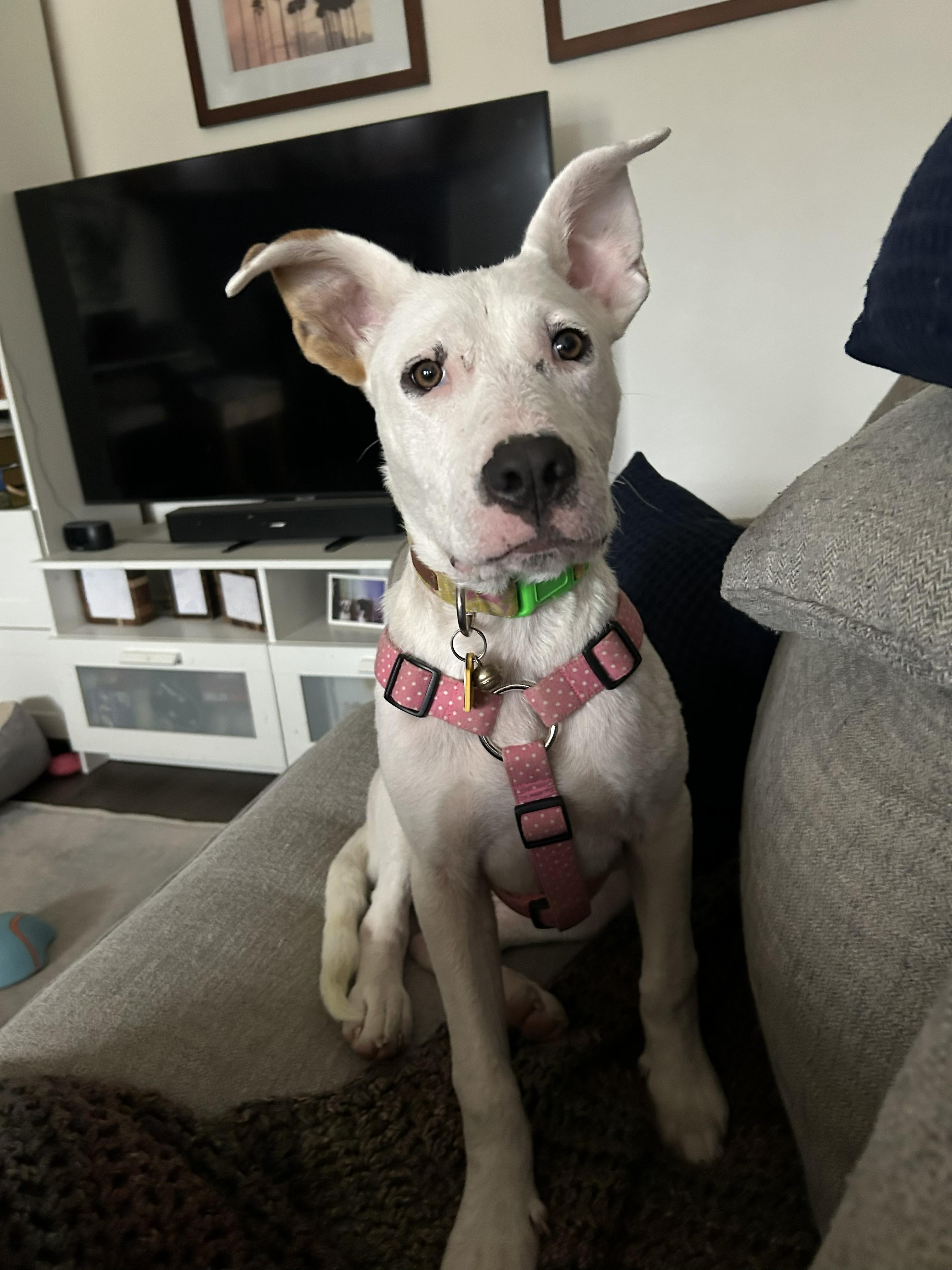 Enlarge Andi, a Adoptable mixed breed in Cross Roads, TX image 6/6