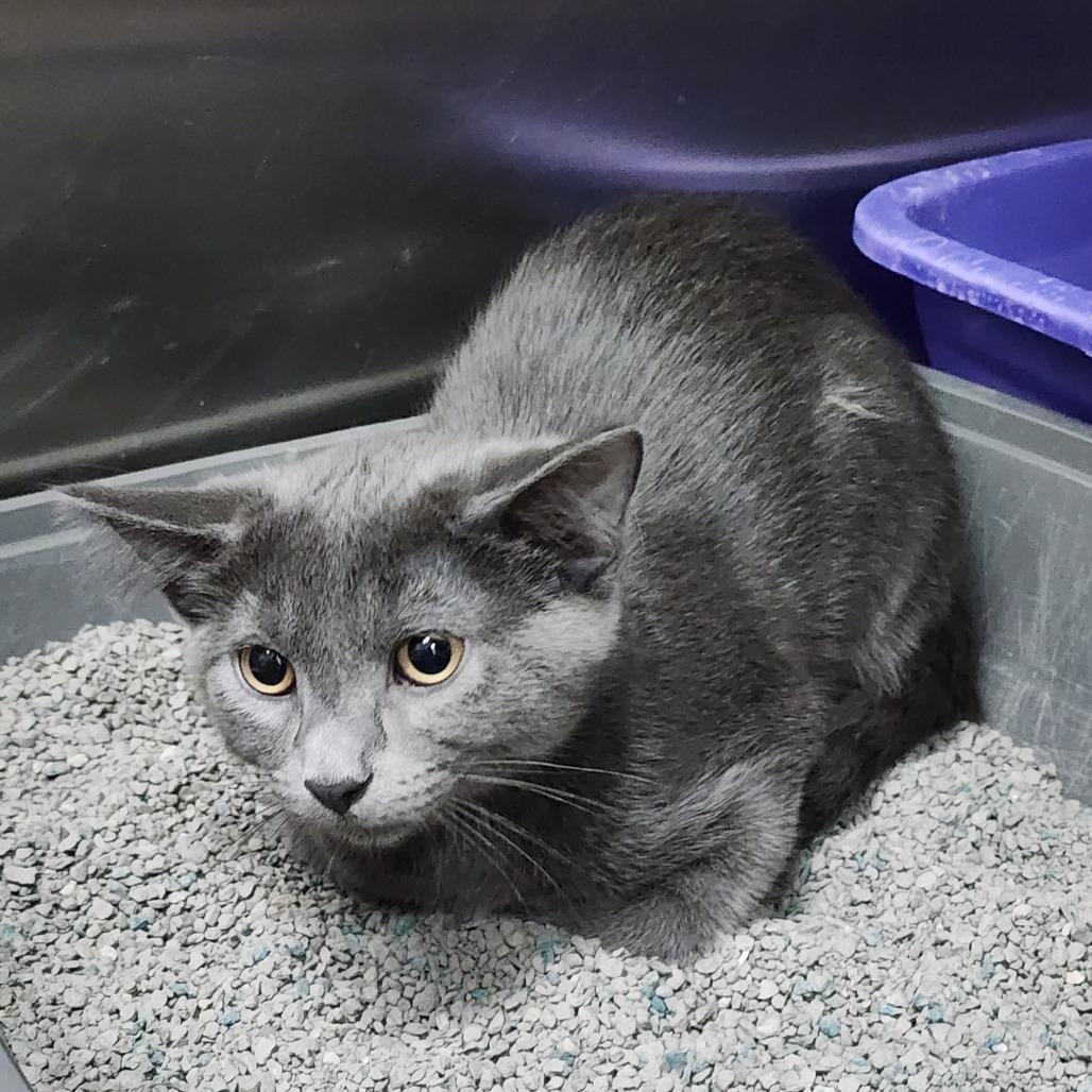 Enlarge Scar (Gozer), a Adoptable Domestic Short Hair in Dixon, IL image 1/2