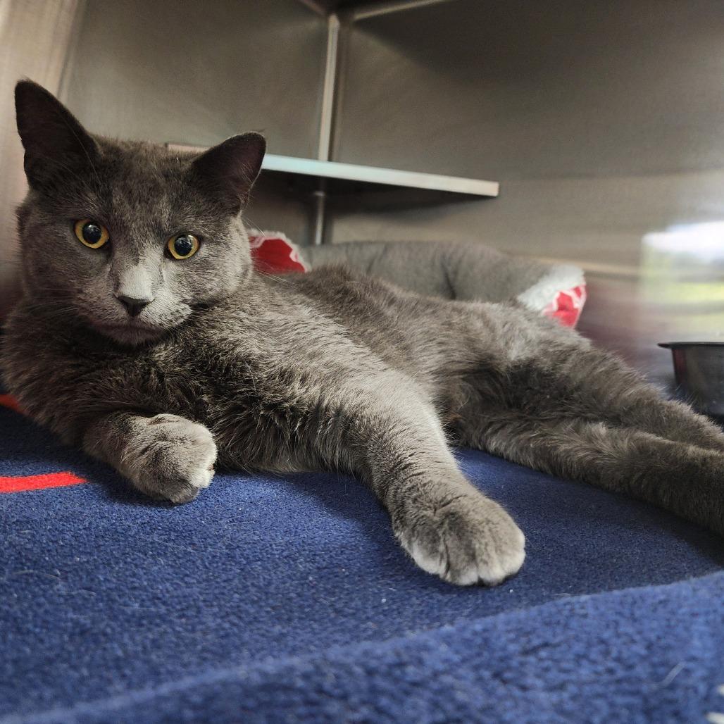 Enlarge Scar (Gozer), a Adoptable Domestic Short Hair in Dixon, IL image 2/2