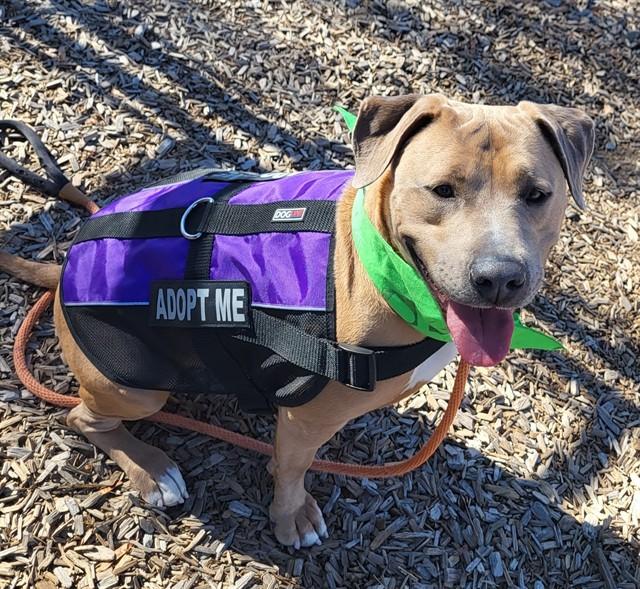 ELLY, Adoptable, Adult Female Pit Bull Terrier & Mixed Breed.