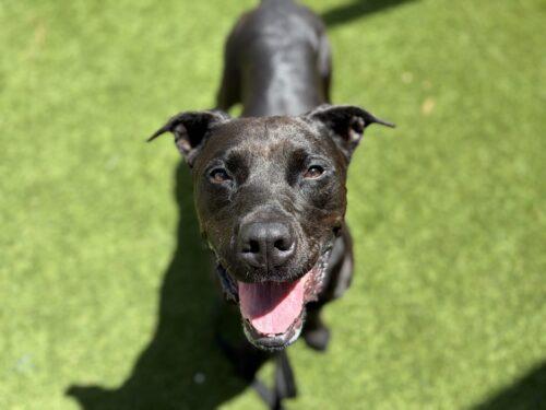 Enlarge LUNA BEAR, a Adoptable Mixed Breed in Saint Cloud, FL image 1/1