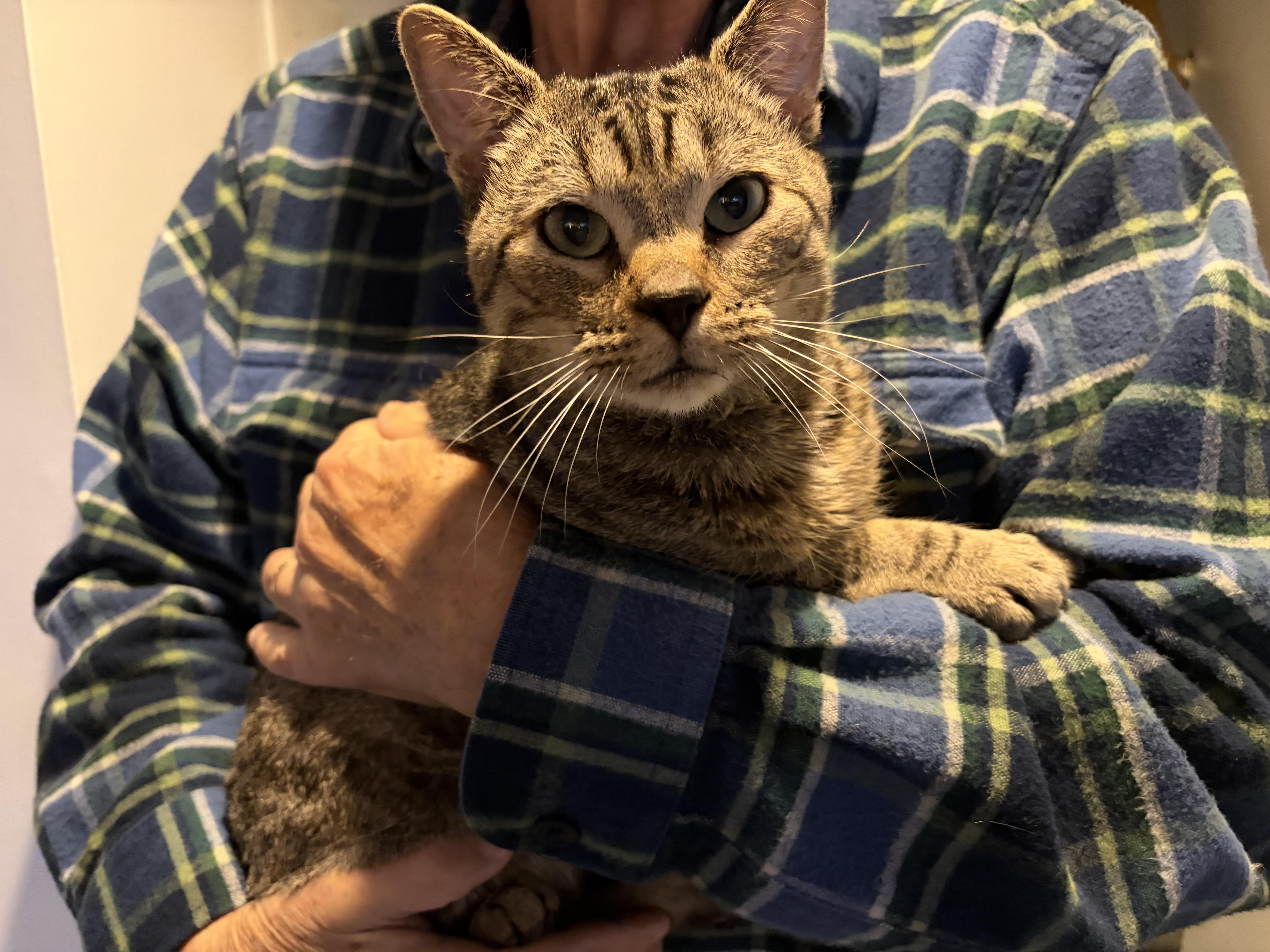 Herman, adopted, Adult Male Domestic Short Hair.