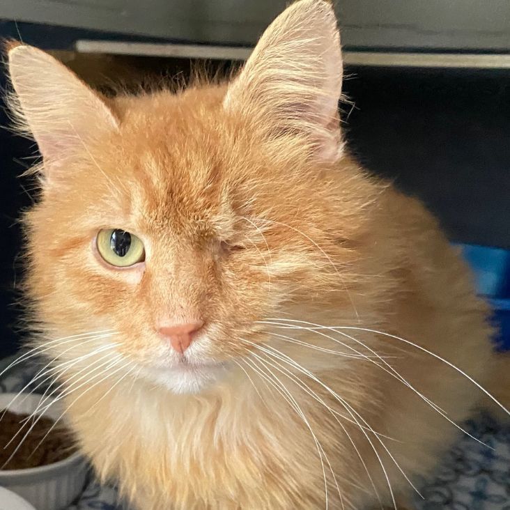 Enlarge Orange Star, a Adoptable Domestic Long Hair in Mansfield, OH image 1/1