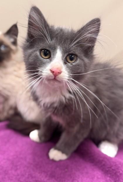 Enlarge Tortilla, an adopted Domestic Long Hair in Hackensack, MN image 1/1