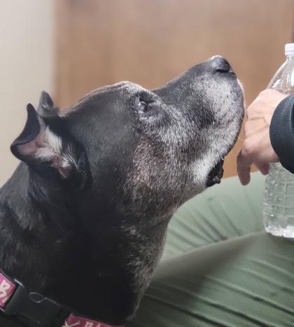 Henry, Adoptable, Senior Male Mixed Breed & Mixed Breed.