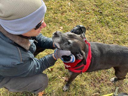 Enlarge Henry, a Adoptable mixed breed in Hobart, IN image 2/3