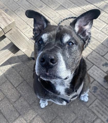Enlarge Henry, a Adoptable mixed breed in Hobart, IN image 3/3