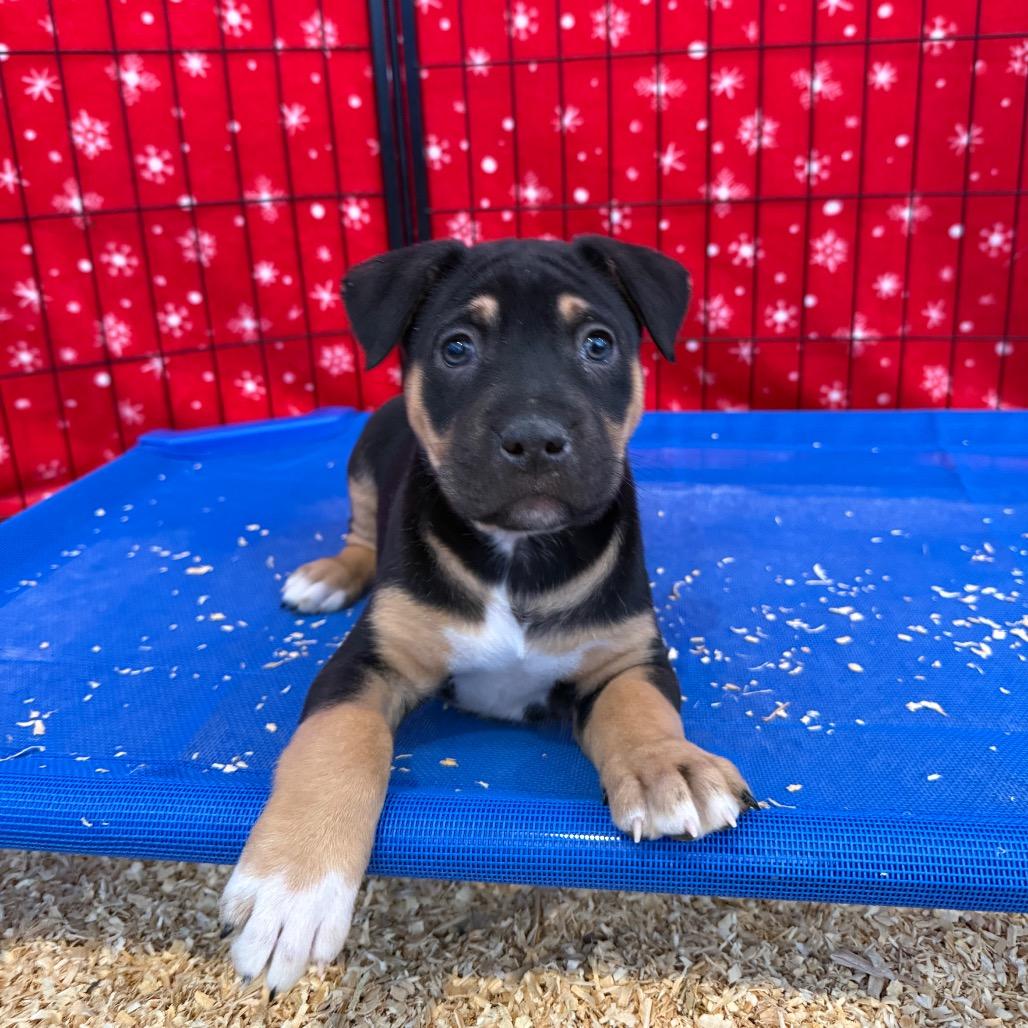 Franklin, ADOPTABLE, Puppy Male Bulldog.