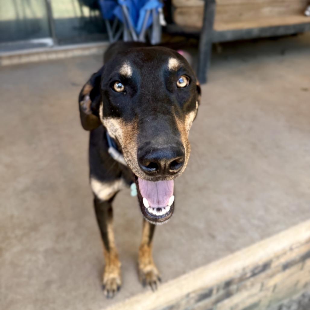 Duke, Adoptable, Young Male Hound & Mixed Breed.
