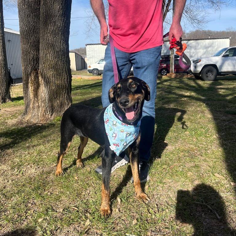 Duke, a Adoptable mixed breed in Fayetteville, AR image 2/6