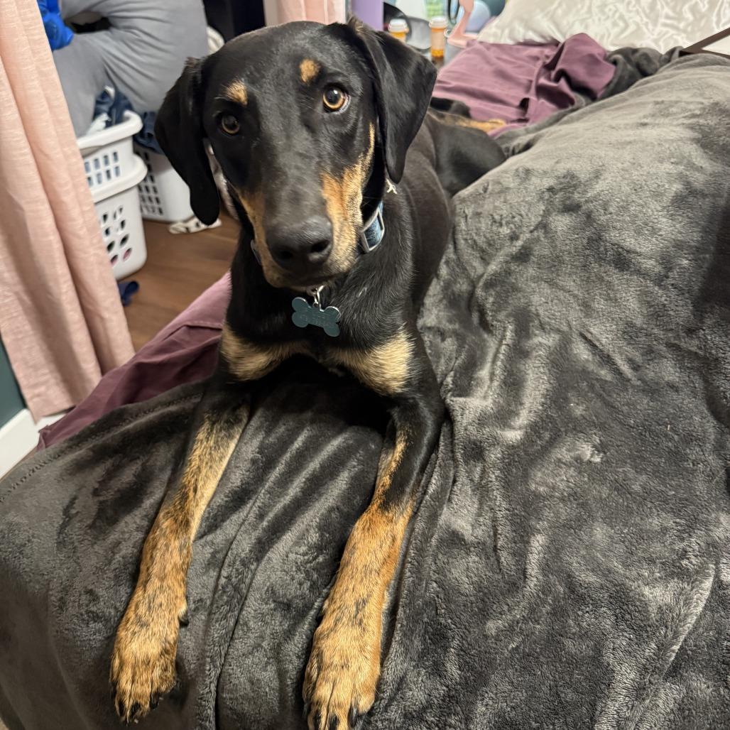Duke, a Adoptable mixed breed in Fayetteville, AR image 3/6