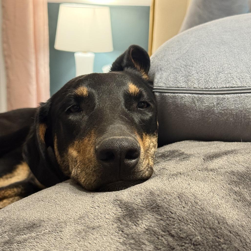 Duke, a Adoptable mixed breed in Fayetteville, AR image 4/6