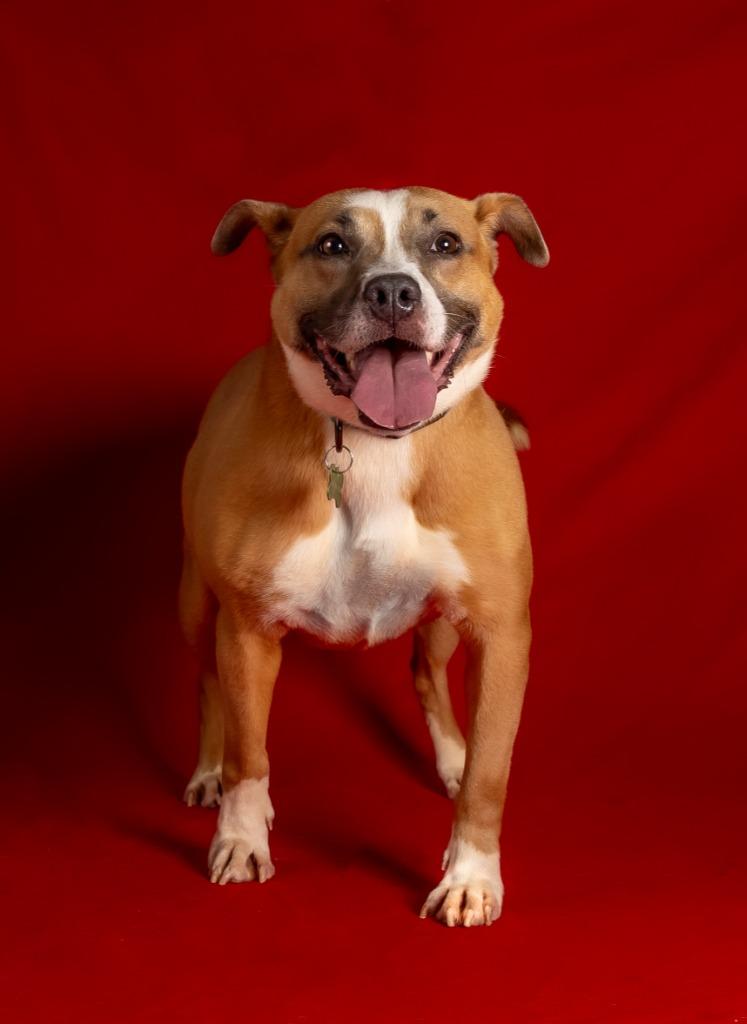 Mariah, Adoptable, Adult Female American Staffordshire Terrier.