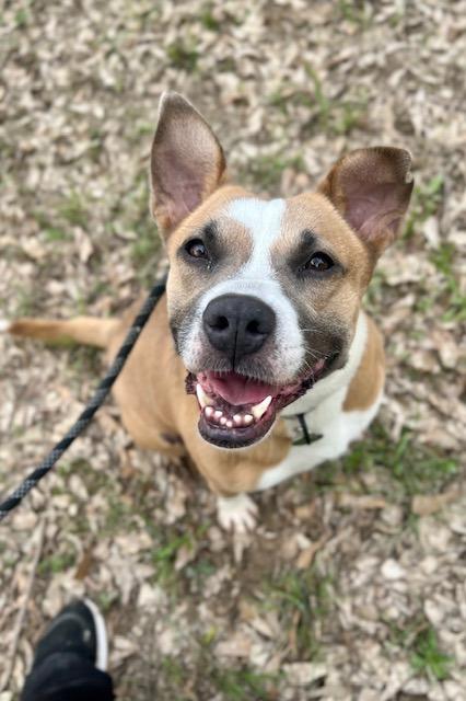 Enlarge Mariah, a Adoptable mixed breed in Tyler, TX image 5/5