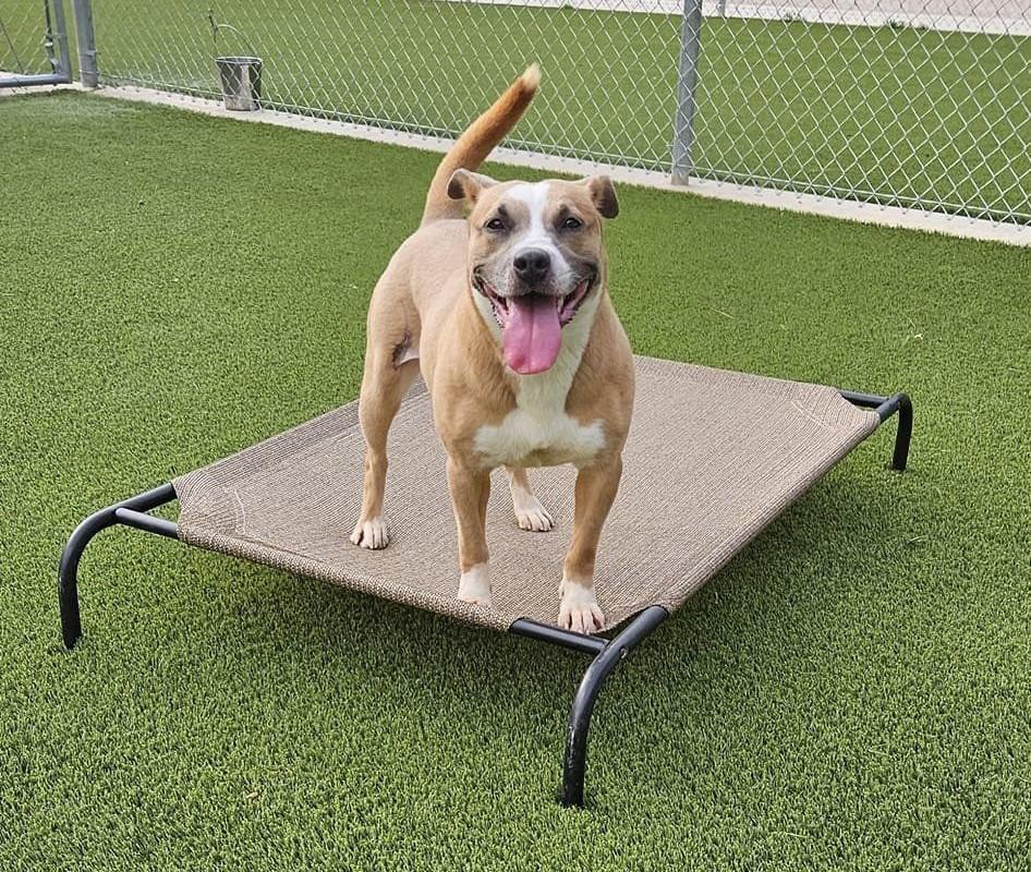 Enlarge Mariah, a Adoptable mixed breed in Tyler, TX image 1/5