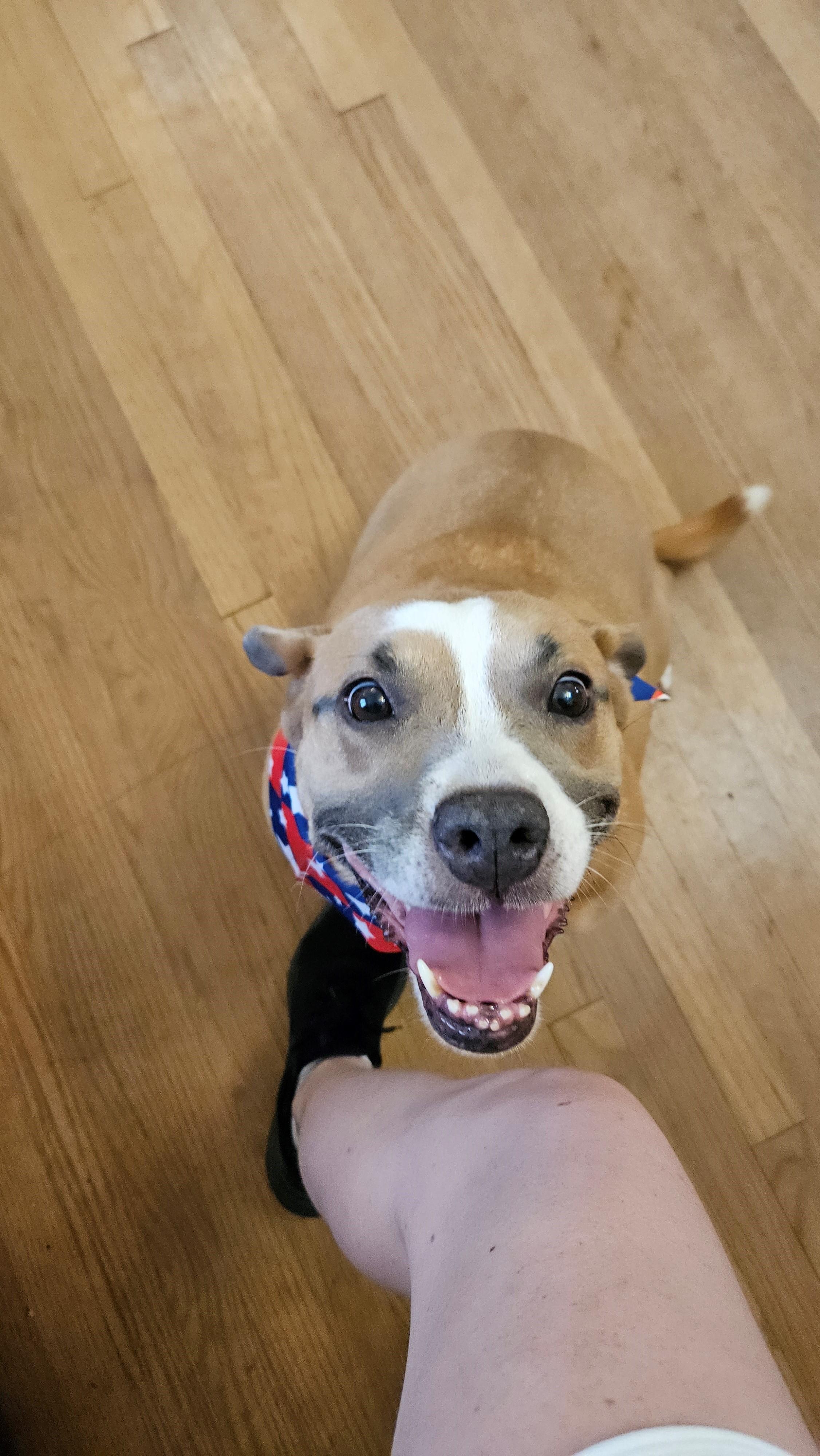 Enlarge Mariah, a Adoptable mixed breed in Tyler, TX image 2/5