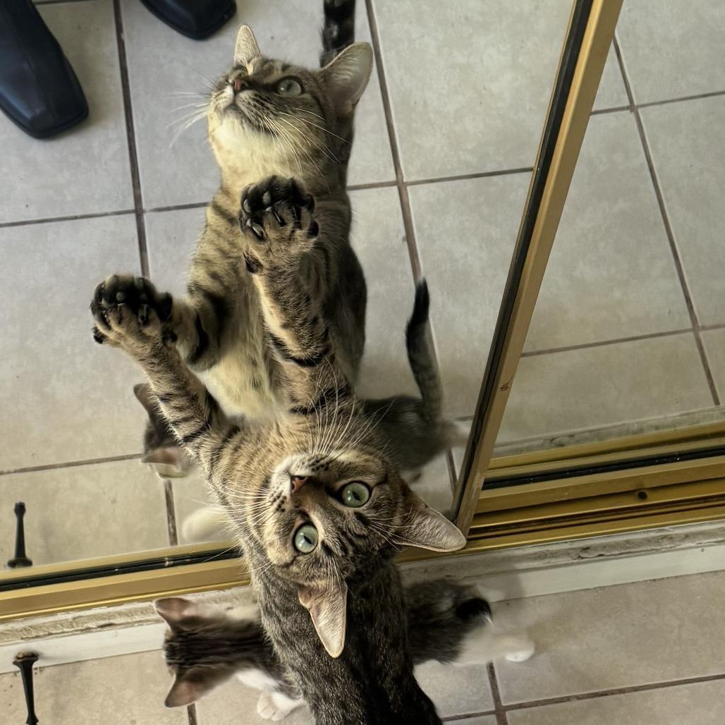 Pikachu, Adoptable, Adult Female Domestic Short Hair.