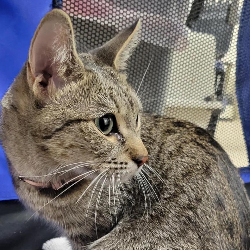 Enlarge Pikachu, a Adoptable Domestic Short Hair in Tempe, AZ image 2/6