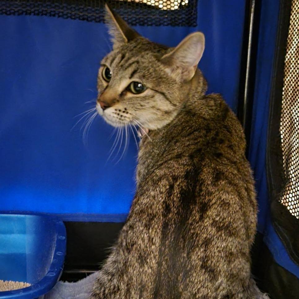 Enlarge Pikachu, a Adoptable Domestic Short Hair in Tempe, AZ image 3/6