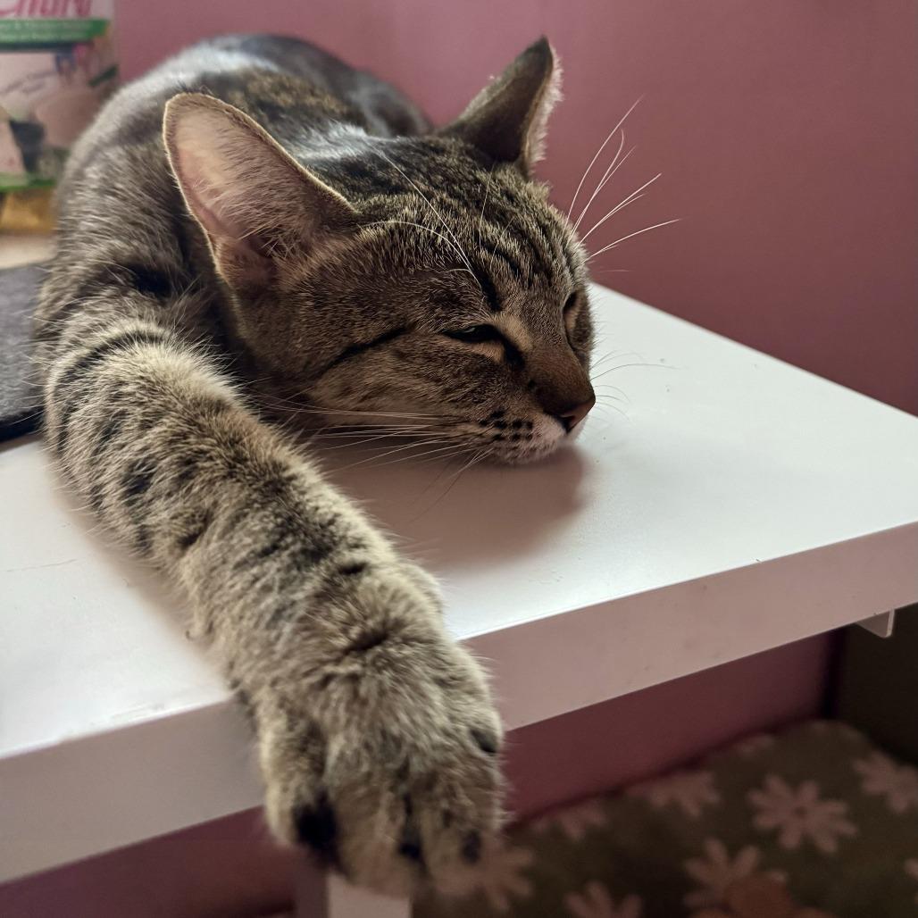 Enlarge Pikachu, a Adoptable Domestic Short Hair in Tempe, AZ image 6/6