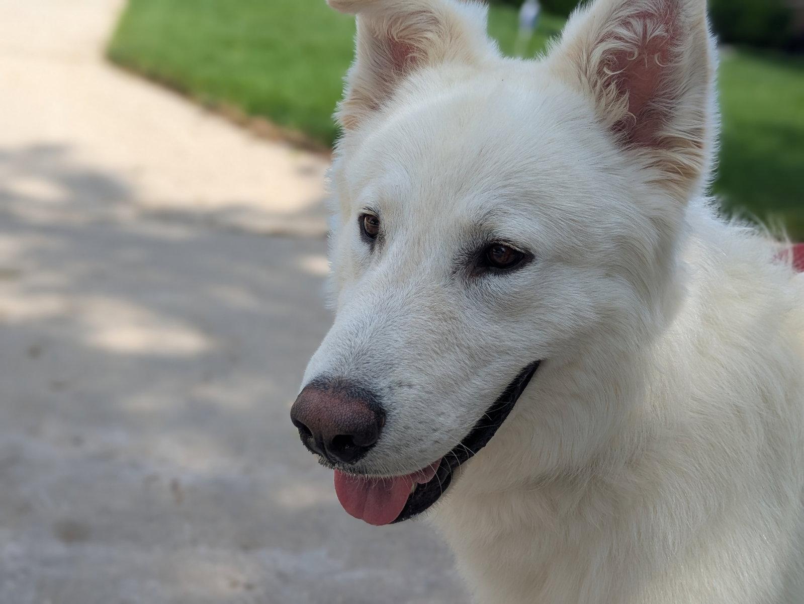 Buddy, Adoptable, Young Male Great Pyrenees.