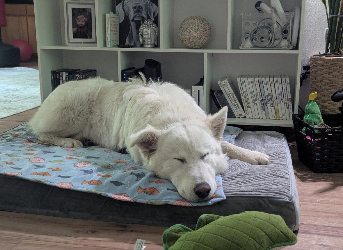 Buddy, a Adoptable Great Pyrenees in Grafton, WI image 2/3