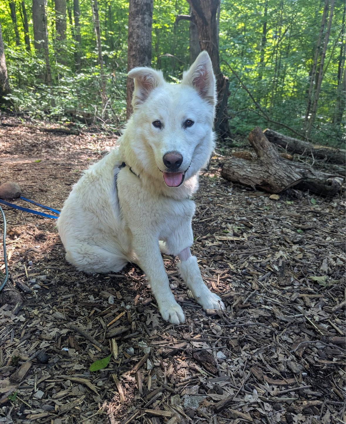 Buddy, a Adoptable Great Pyrenees in Grafton, WI image 3/3