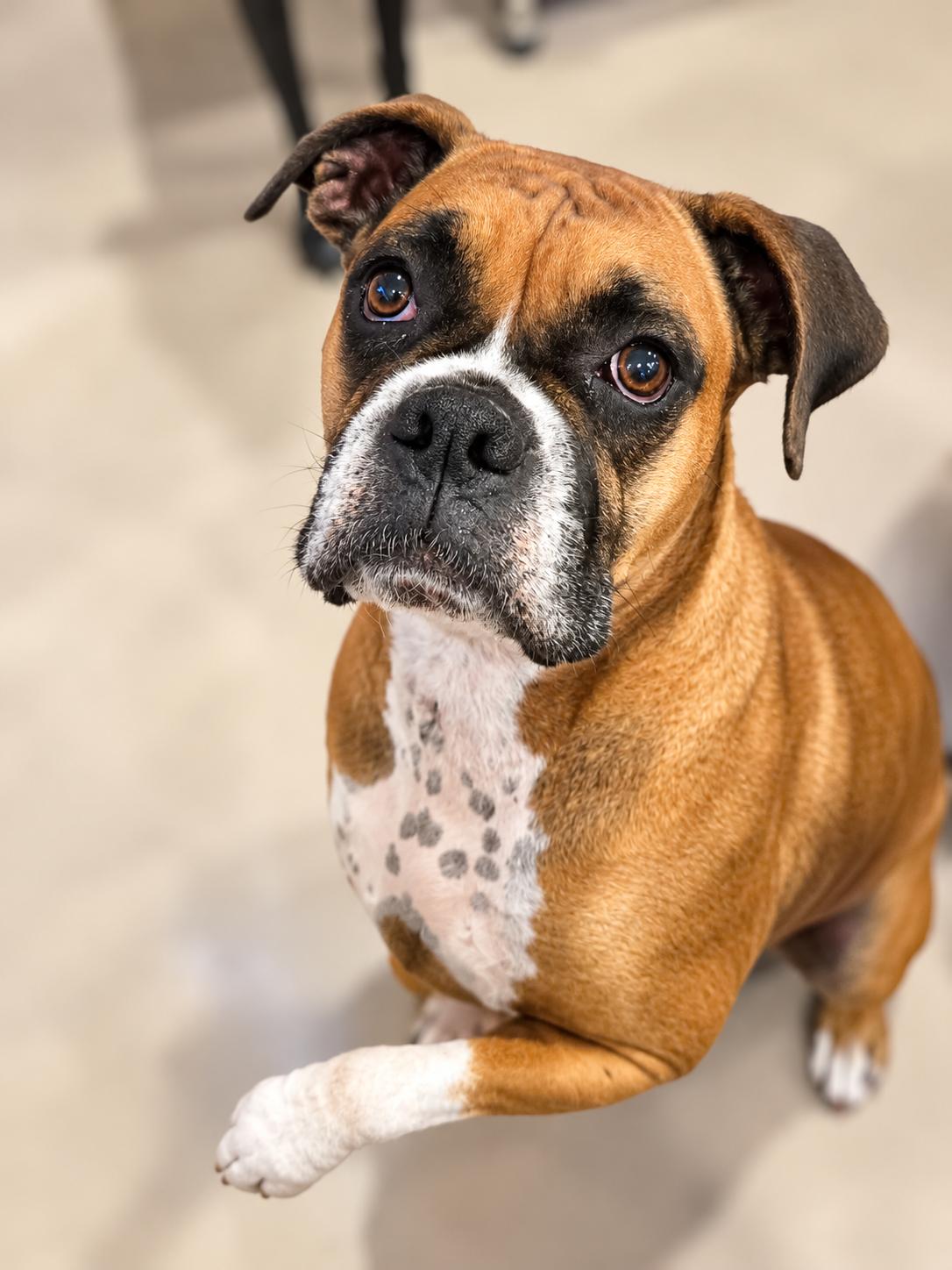 Enlarge Ellie Mae, a Adoptable Boxer in Monticello, NY image 1/3
