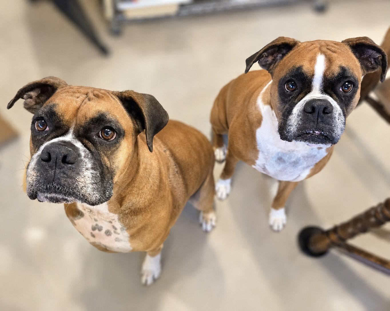 Enlarge Ellie Mae, a Adoptable Boxer in Monticello, NY image 2/3