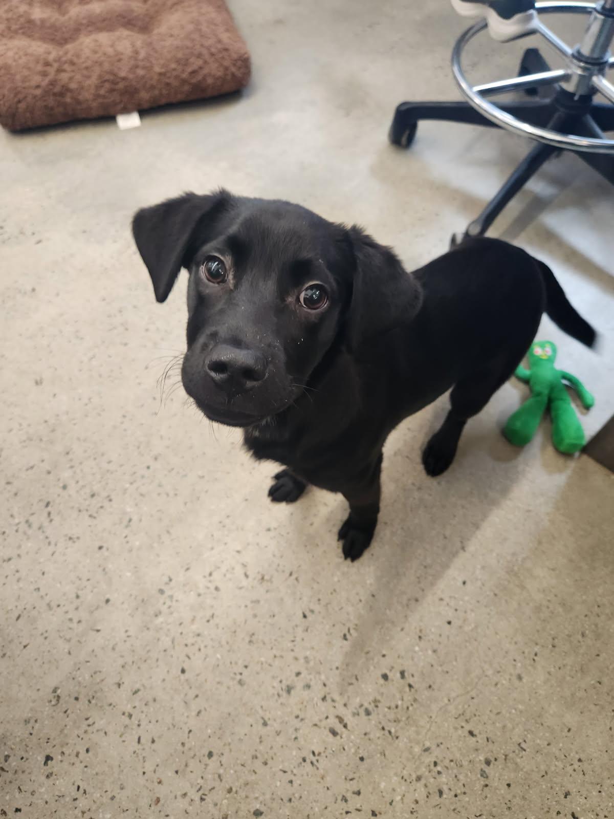 Enlarge Slim Jim, an adopted mixed breed in New Rochelle, NY image 1/3