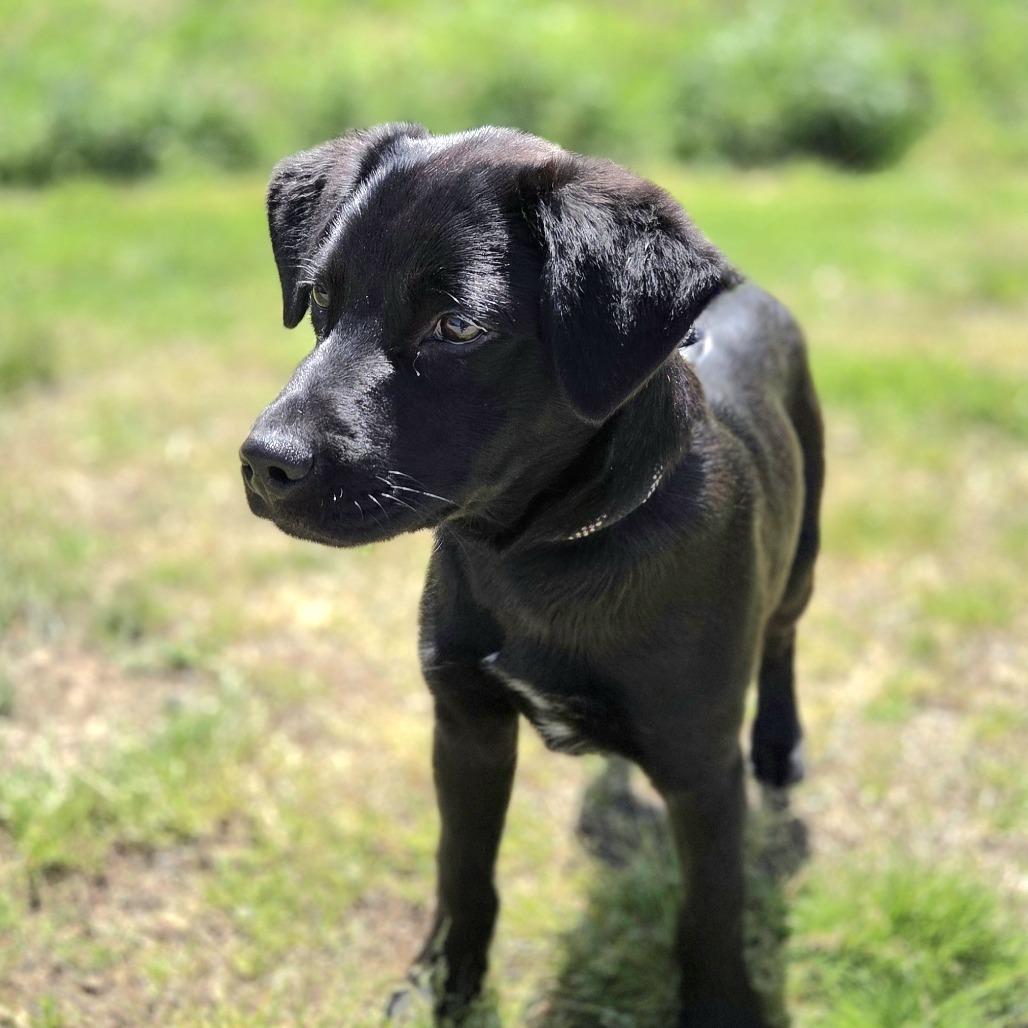 Enlarge Slim Jim, an adopted mixed breed in New Rochelle, NY image 2/3