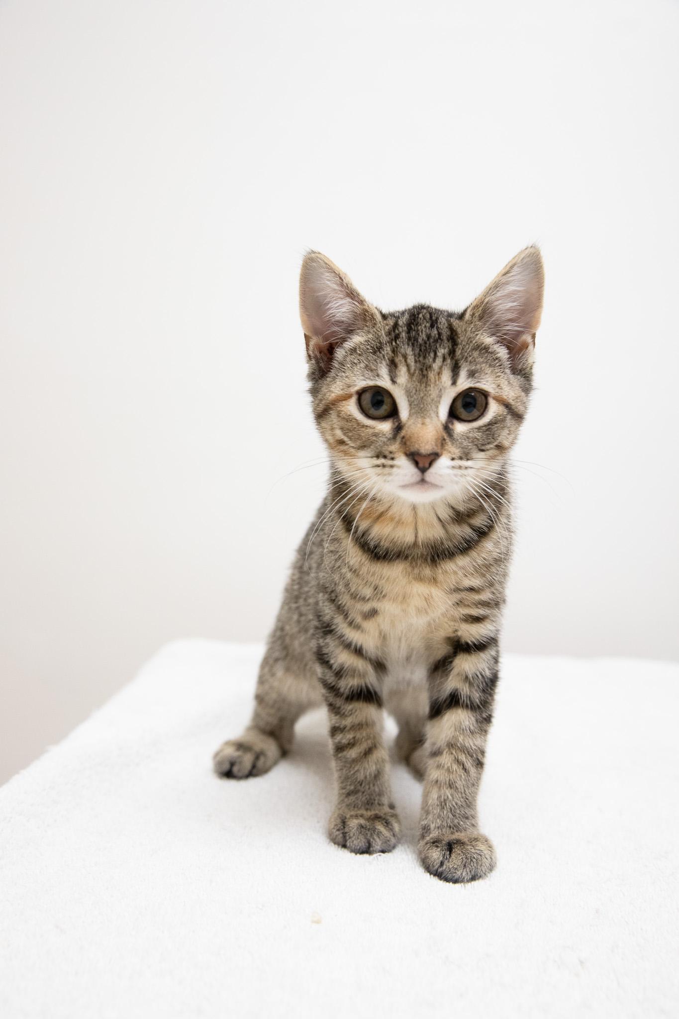 Sophia, Adoptable, Kitten Female Domestic Short Hair.