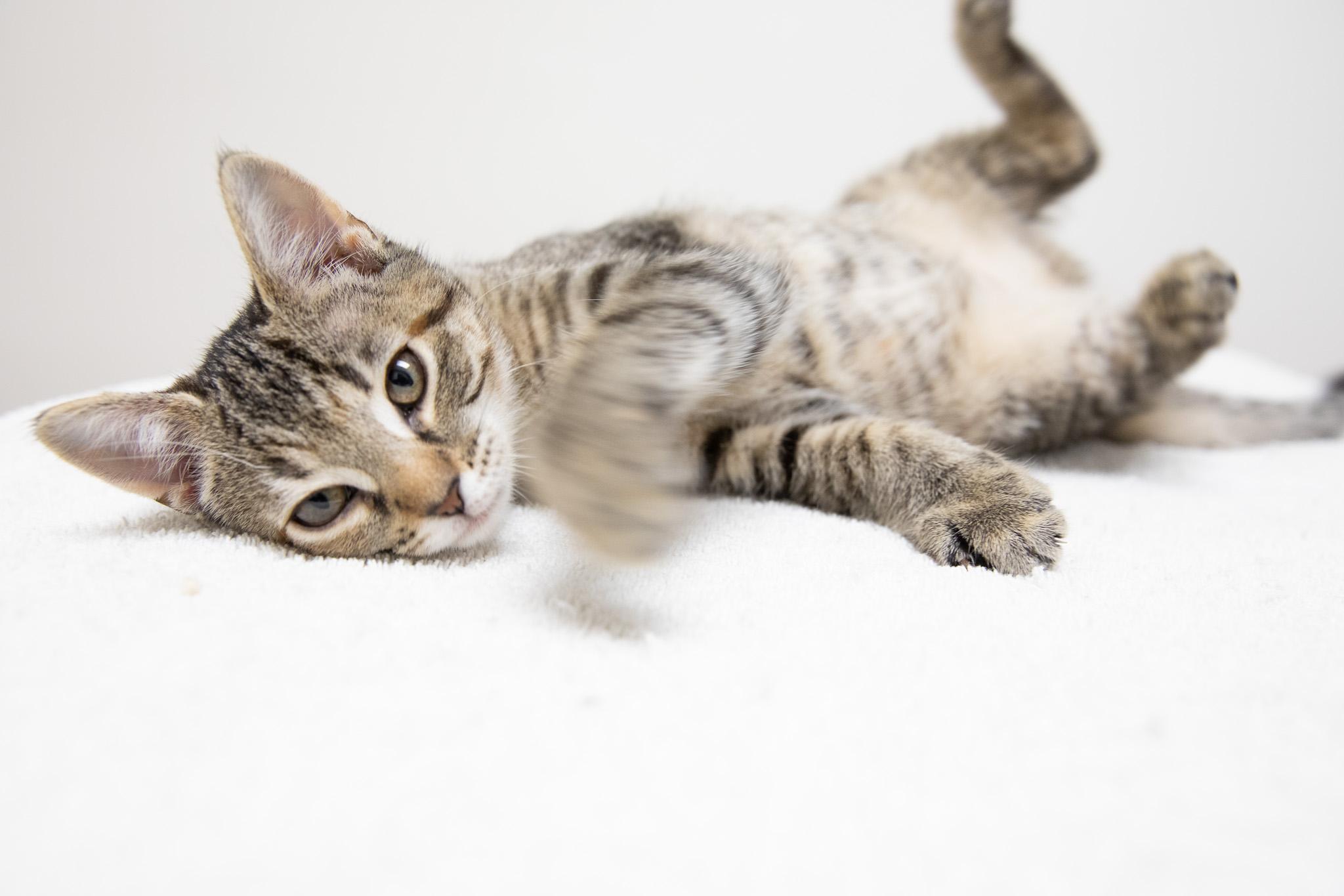 Sophia, a Adoptable Domestic Short Hair in Montclair, NJ image 3/6