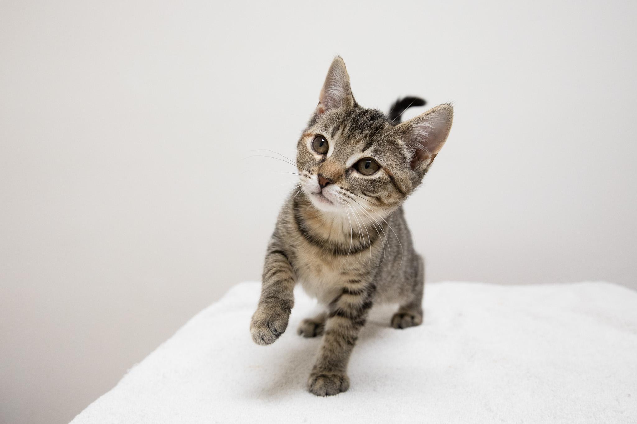 Sophia, a Adoptable Domestic Short Hair in Montclair, NJ image 5/6