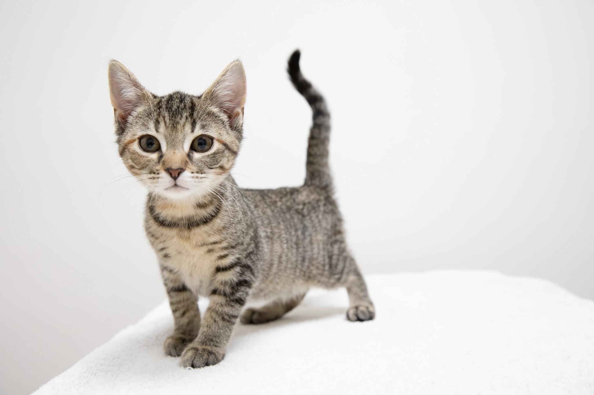 Sophia, a Adoptable Domestic Short Hair in Montclair, NJ image 2/6