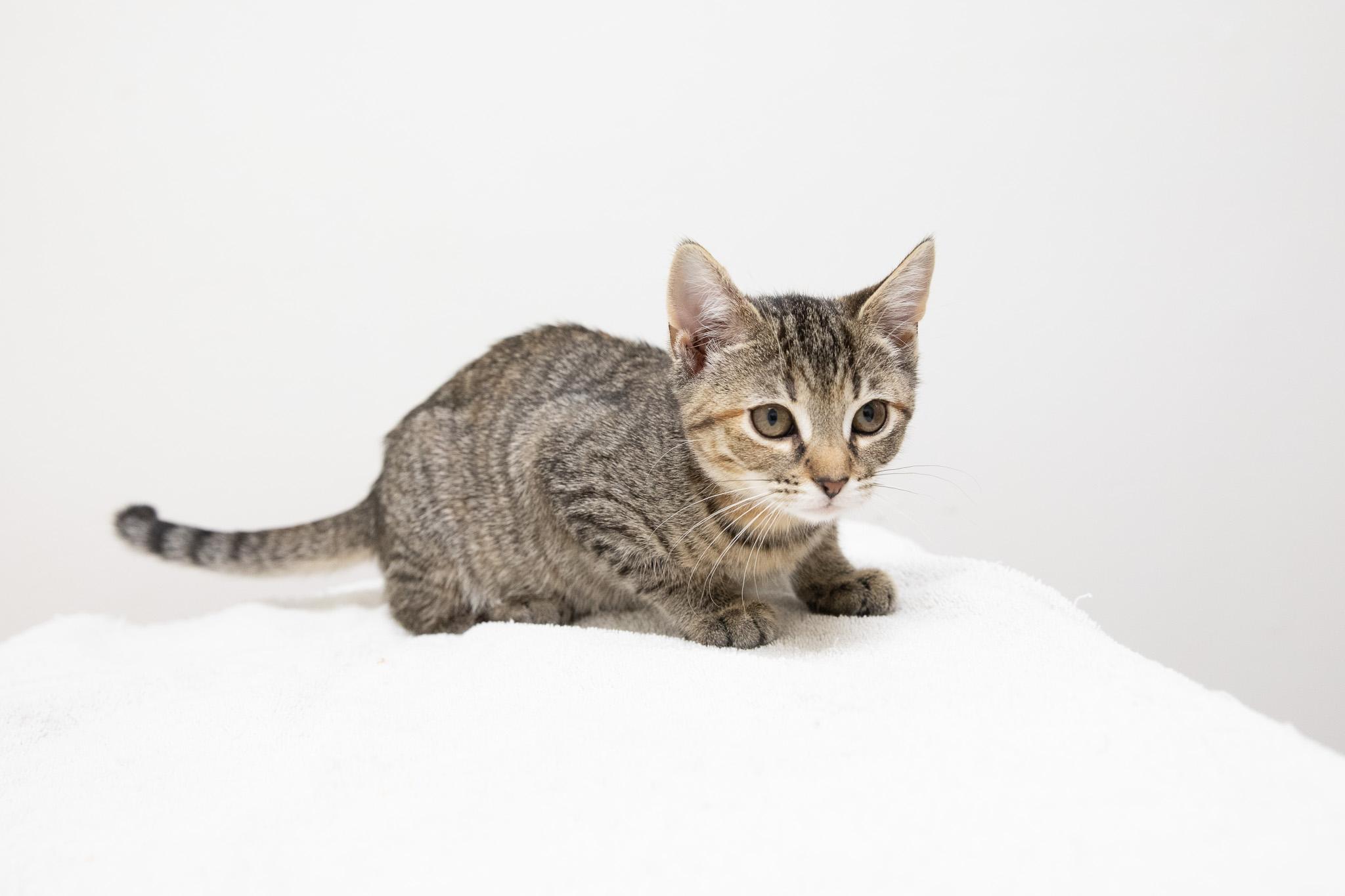 Sophia, a Adoptable Domestic Short Hair in Montclair, NJ image 4/6