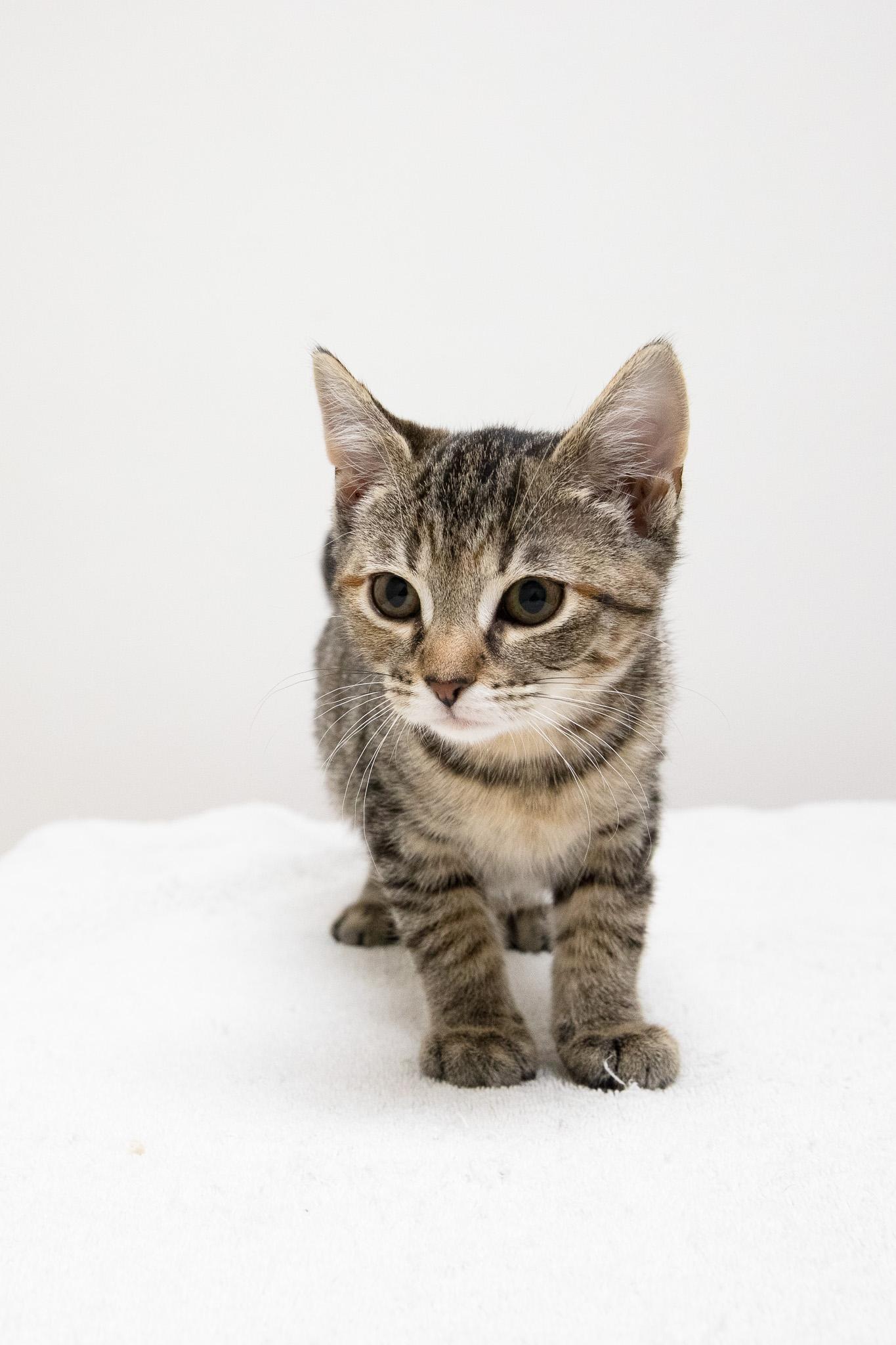 Sophia, a Adoptable Domestic Short Hair in Montclair, NJ image 6/6