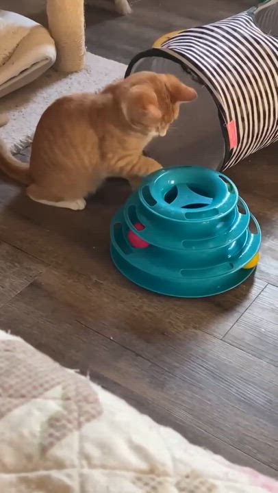 Enlarge Twix, a Adopted Domestic Short Hair in Reading, PA video 1/1