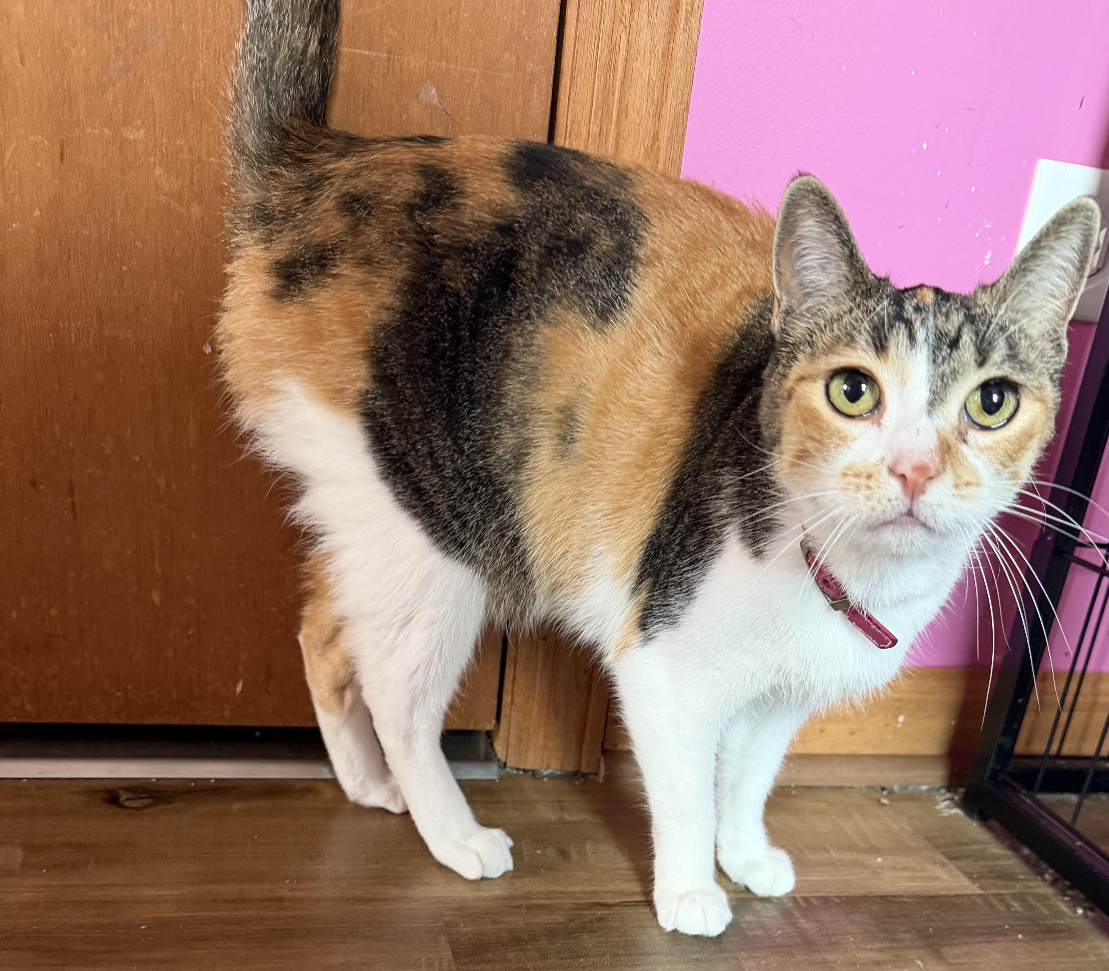 Enlarge Flo, a Adoptable Domestic Short Hair in Highland, IN image 1/2