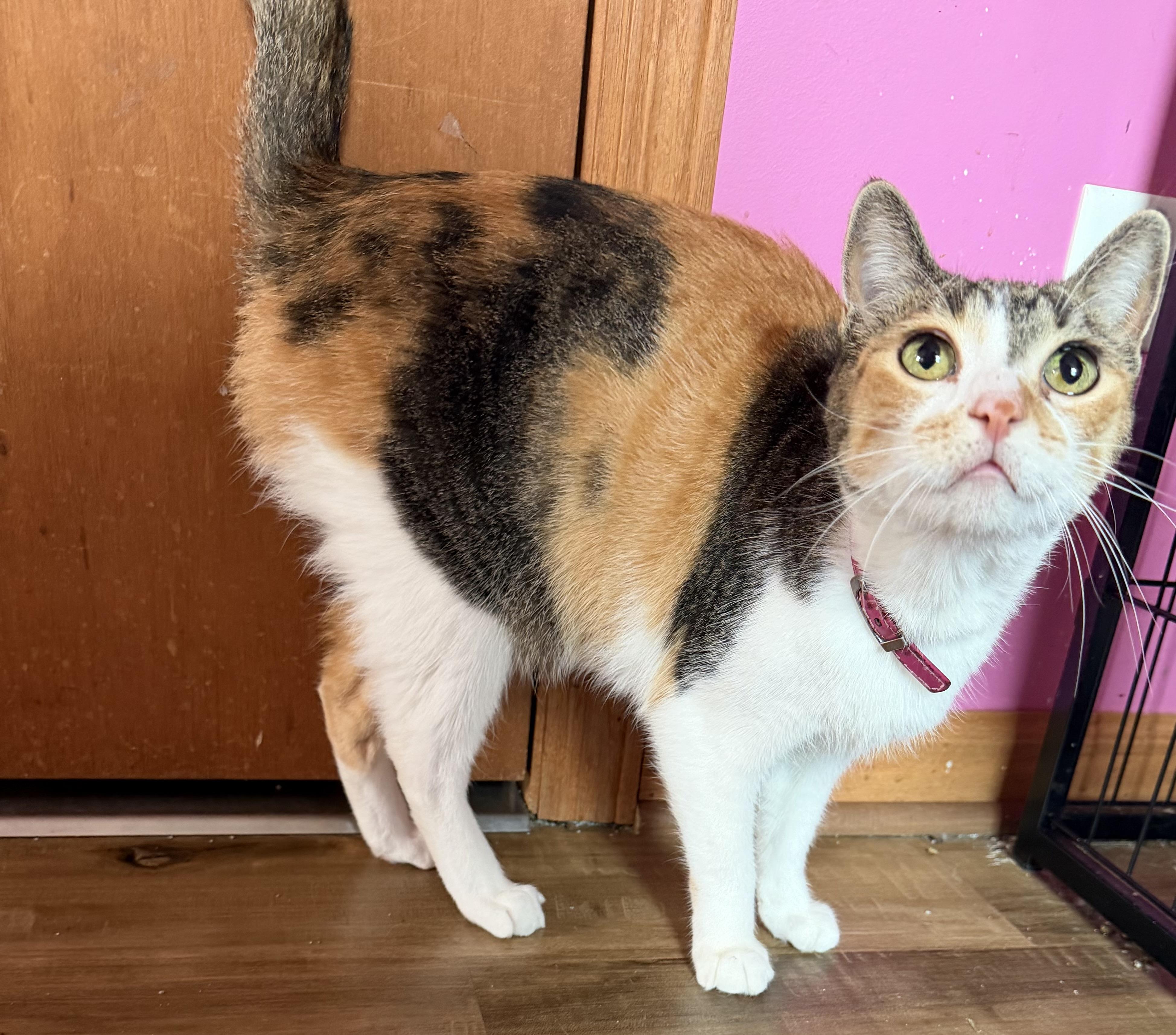 Enlarge Flo, a Adoptable Domestic Short Hair in Highland, IN image 2/2