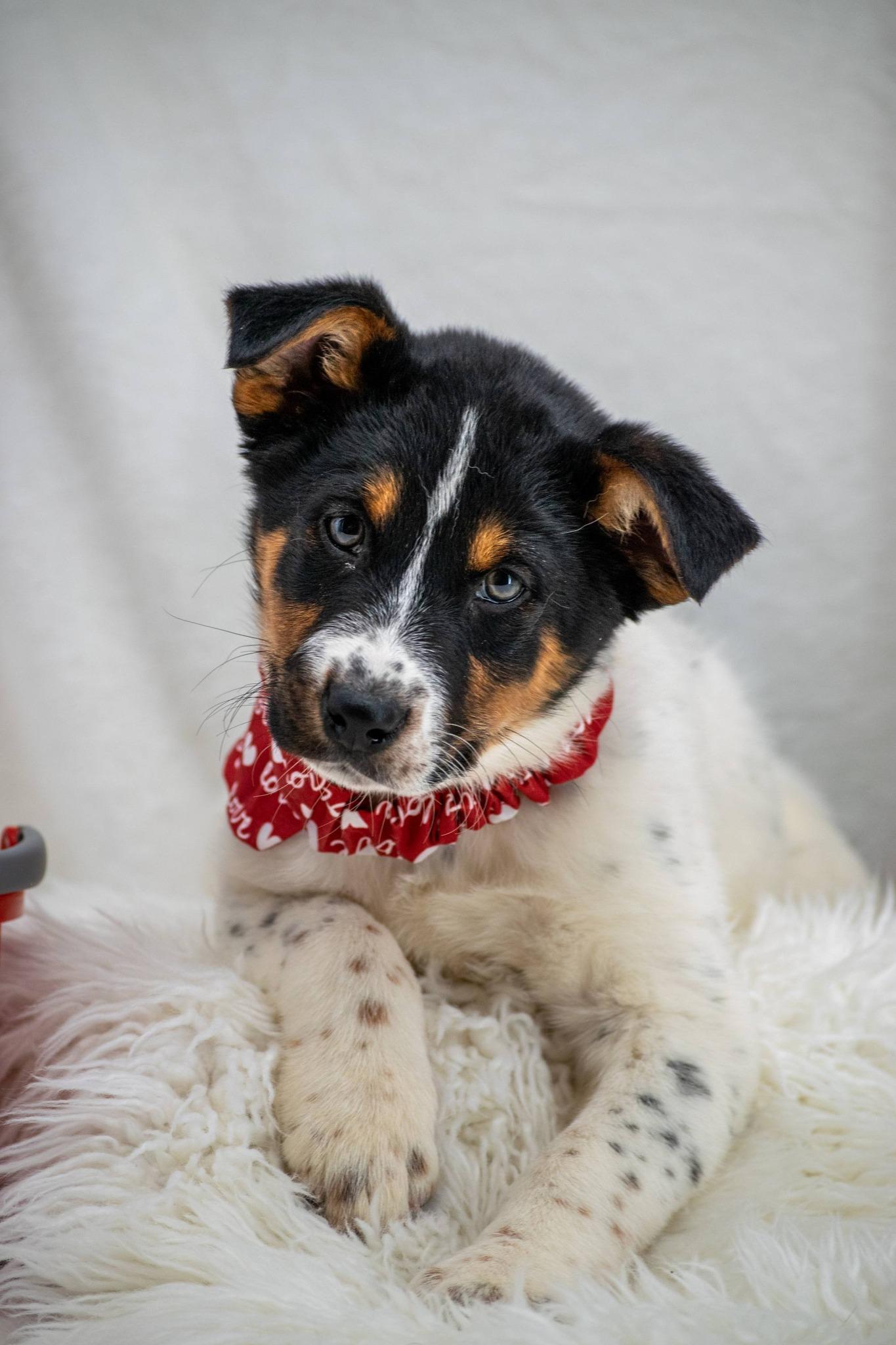 Milk, an adopted Border Collie in Sevierville, TN image 4/4