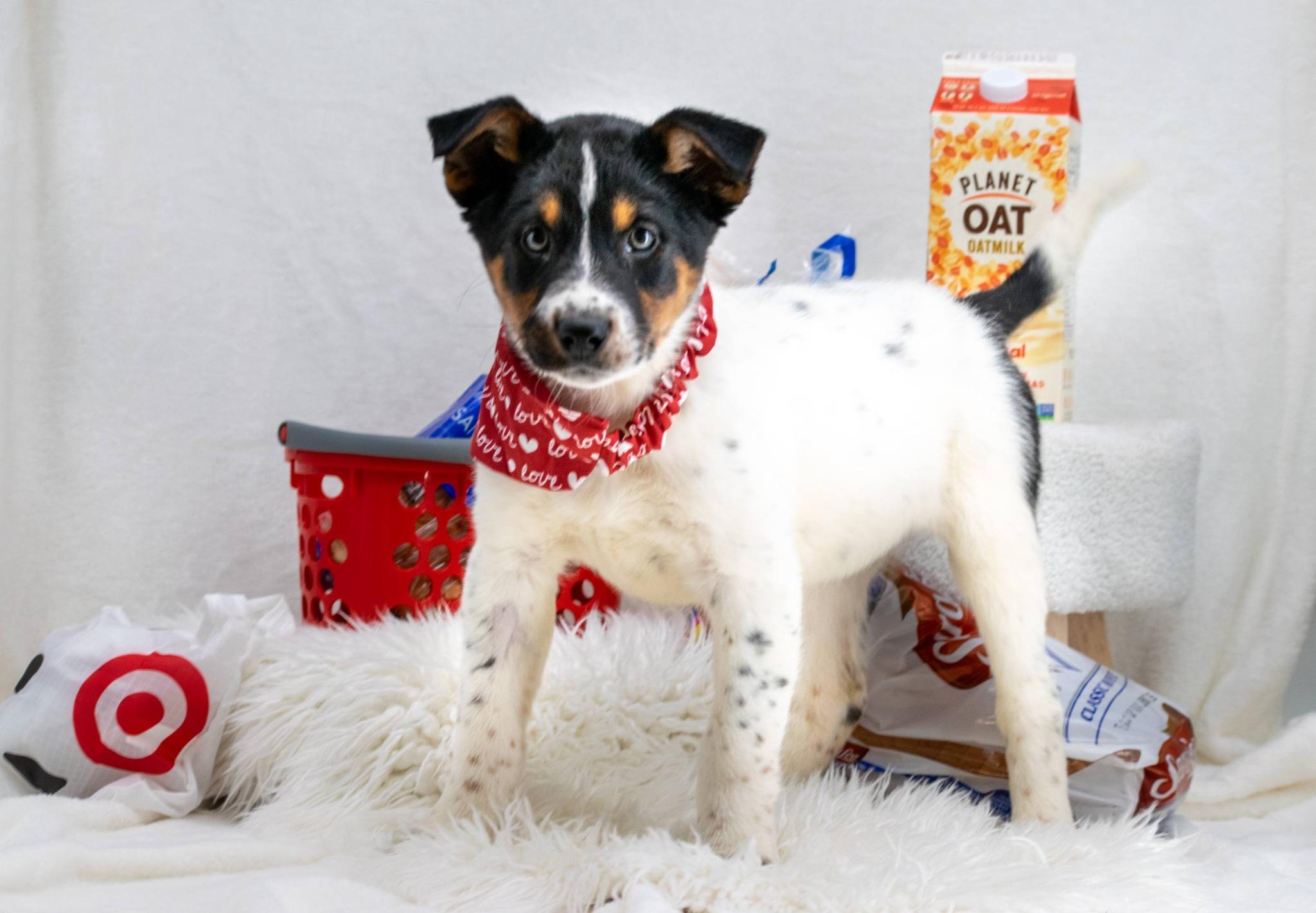 Milk, an adopted Border Collie in Sevierville, TN image 3/4
