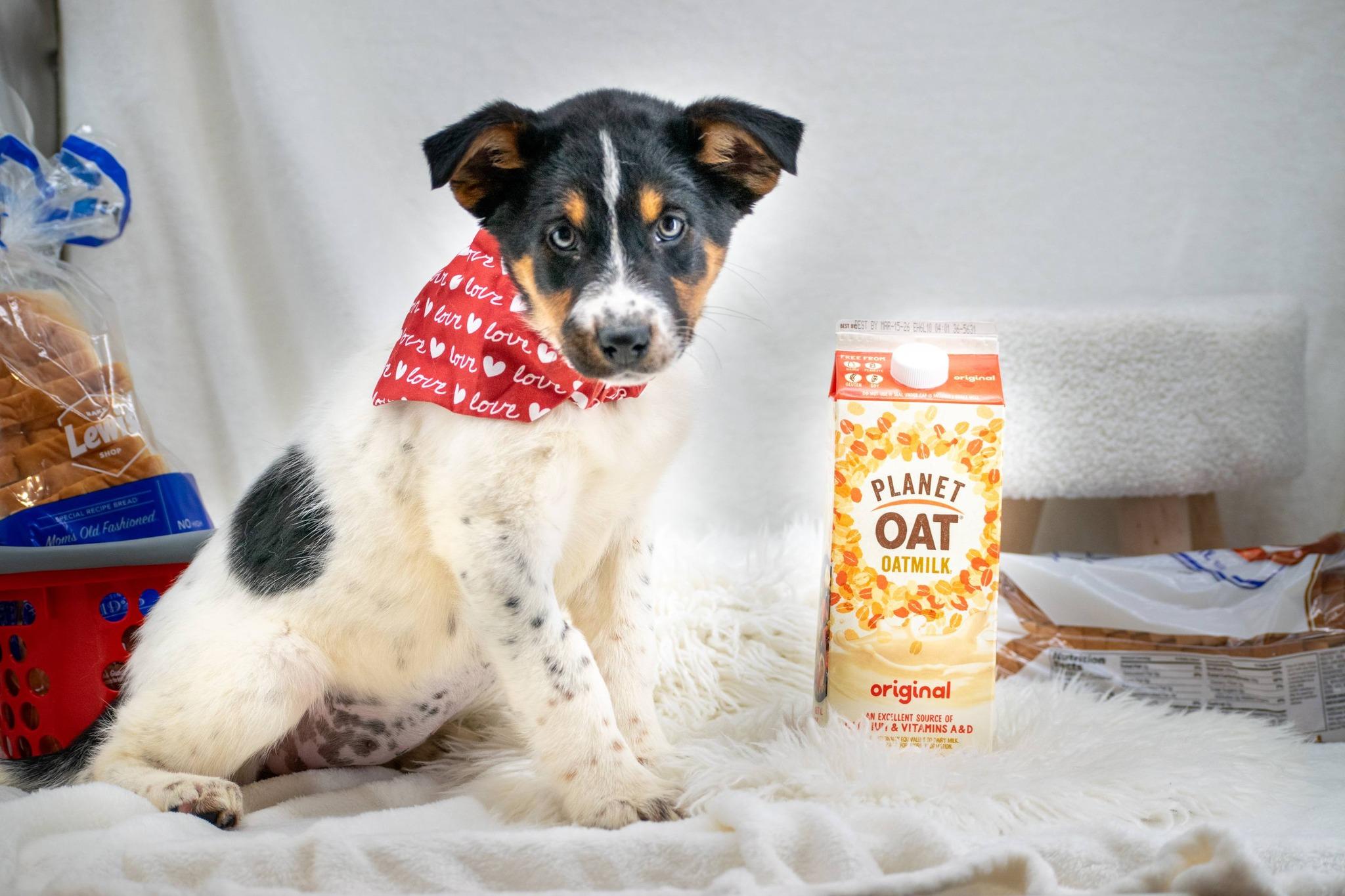 Milk, an adopted Border Collie in Sevierville, TN image 2/4