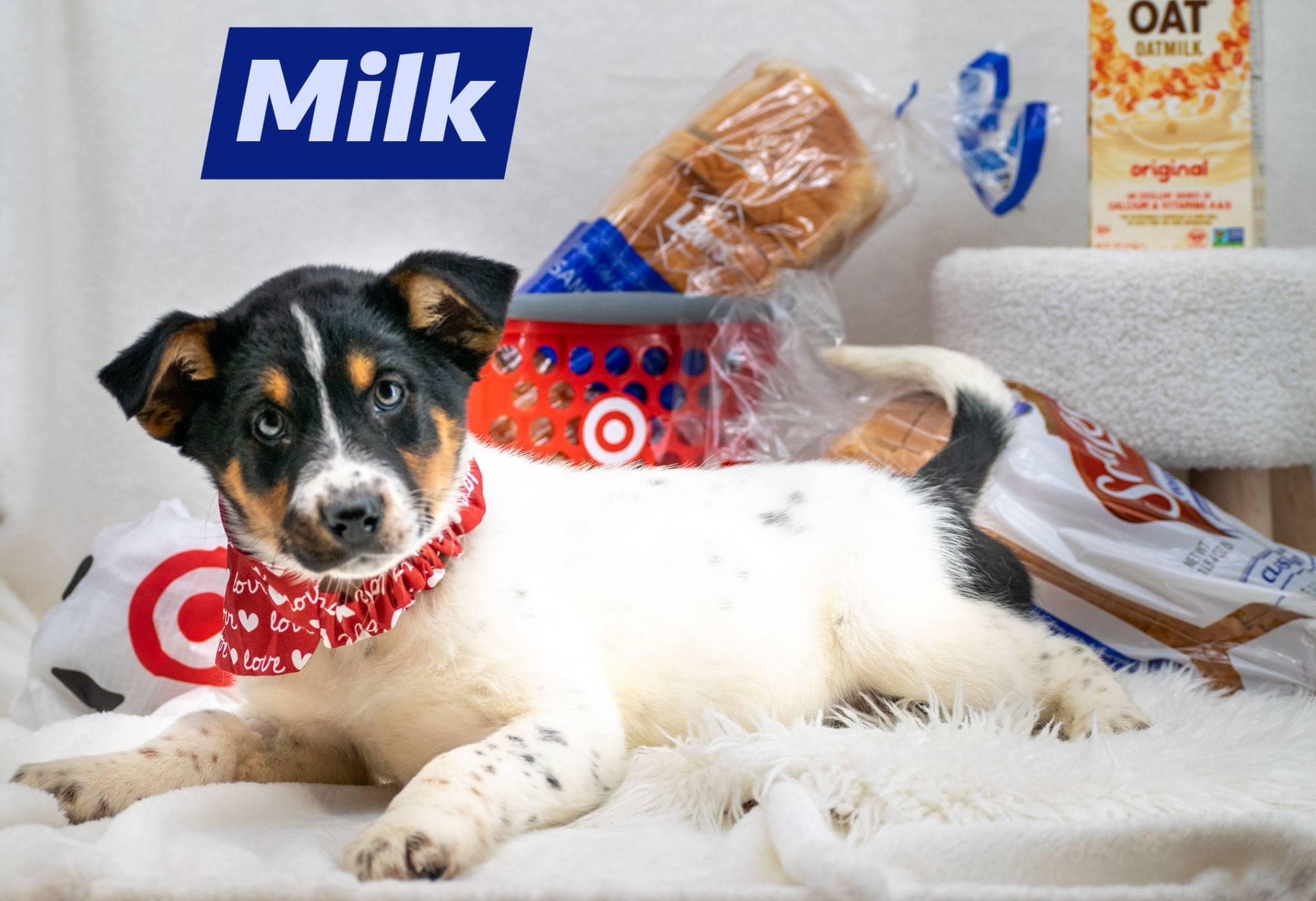 Milk, adopted, Puppy Female Border Collie.