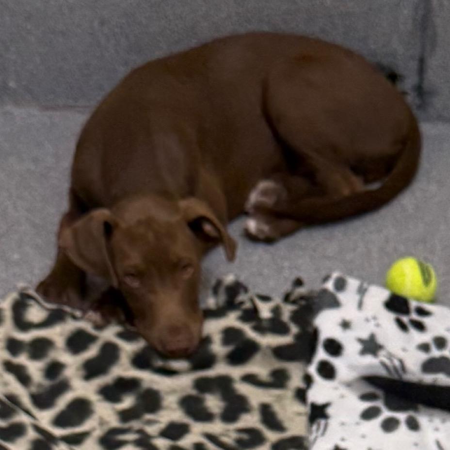 Brownie, Adoptable, Puppy Male Mixed Breed.