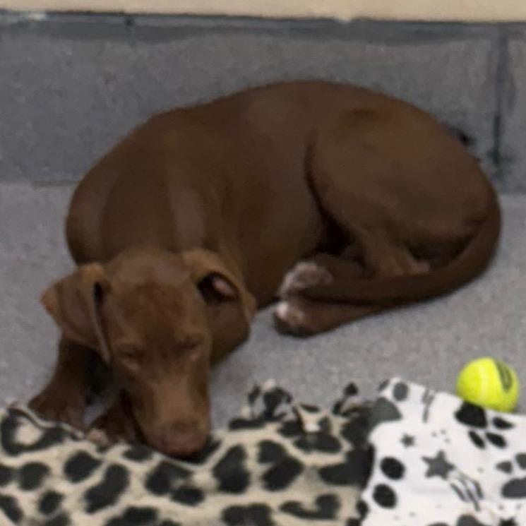 Enlarge Brownie, a Adoptable Mixed Breed in Cedaredge, CO image 2/2