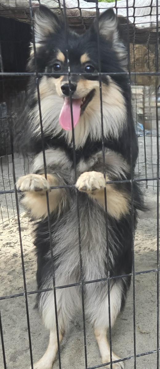 Pawkey