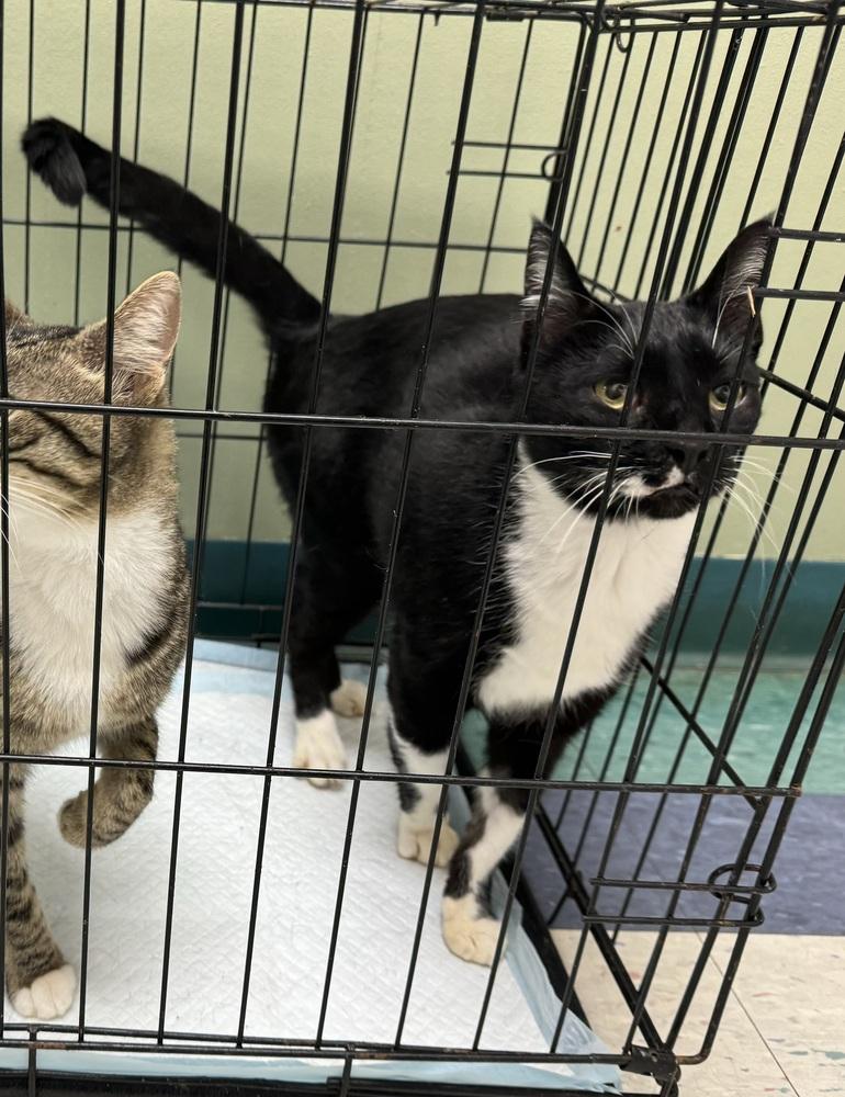 Enlarge Clemmie, a Adoptable Domestic Short Hair in Troy, AL image 1/1